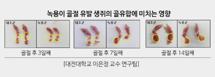 녹용이 골절 유발 생쥐의 골유합에 미치는 영향